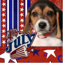 July 4th Firecracker - Beagle Puppy