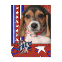 July 4th Firecracker - Beagle Puppy