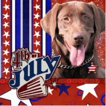 July 4th Firecracker - Labrador - Chocolate
