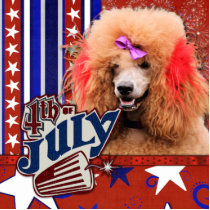 July 4th Firecracker - Poodle - Red