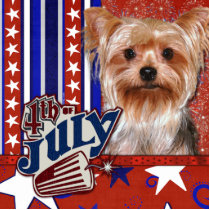 July 4th Firecracker - Yorkshire Terrier