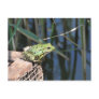 Jump - green frog at lake