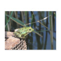 Jump - green frog at lake postcards