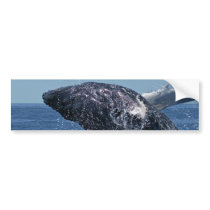 Jumping Humpback Whale Bumper Stickers