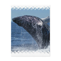 Jumping Humpback Whale Postcard