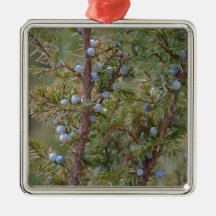 Jumping Junipers Ornaments