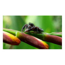 Jumping spider business card template