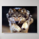 Jumping Wolf posters