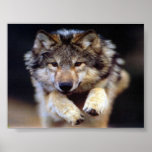 Jumping Wolf posters