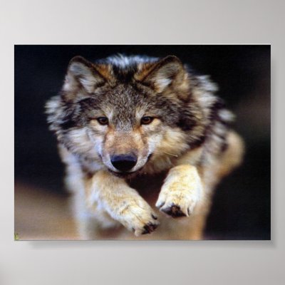 Jumping Wolf Poster by Minou1