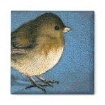 JUNCO BIRD DRAWING magnets
