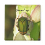 June Bug magnets