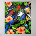 Jungle Birds of Mexico posters