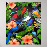 Jungle Birds of Mexico posters