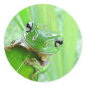 Jungle Jewels Stickers