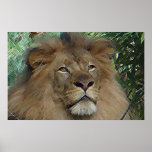 JungleKing1w Poster