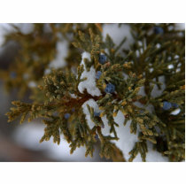 Juniper Berries Photo Cut Outs