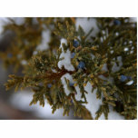Juniper Berries photo sculptures