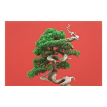 Juniper bonsai art photo