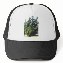 Juniper Tree Hat