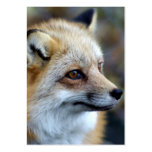 Just a cute little Fox business cards