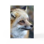 Just a cute little Fox Greeting Cards