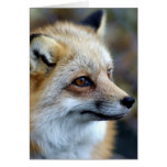 Just a cute little Fox Greeting Cards