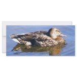 Just a Duck rack cards