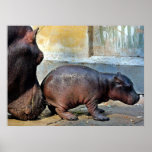 Just A Little Nudge Hippopotamus Portrait Poster