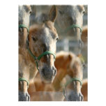 Just Appaloosa Invitation