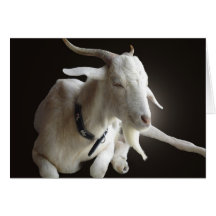 Just Billy Greeting Card