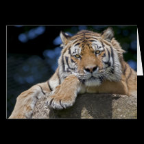 Just Chillin Card