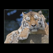 Just Chillin Postcard