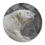 Just Chilling After Cool Dip Polar Bear Magnet