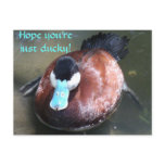 Just Ducky Blue Billed Duck Post Cards postcards