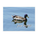 Just Ducky! postcards
