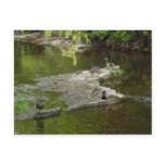 Just Ducky Post Cards