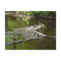 Just Ducky Post Cards