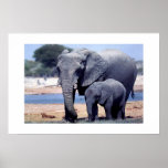 JUST ELEPHANTS