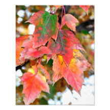 Just Fall Photo