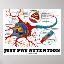 Just Pay Attention (Neuron / Synapse Anatomical)