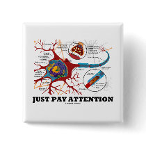 Just Pay Attention (Neuron / Synapse)