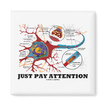 Just Pay Attention (Neuron / Synapse)
