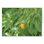 Just Peachy! Card