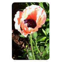 Just Peachy magnet
