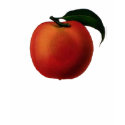 Just Peachy t-shirts