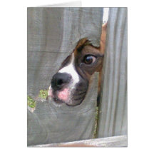 Just Peeking In Greeting Cards