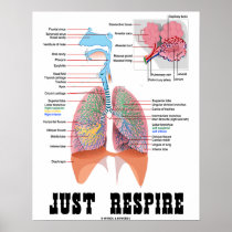 Just Respire (Respiratory System)