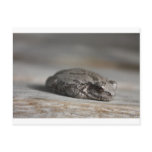 Just Resting postcards