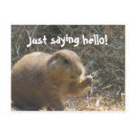 Just saying hello! Prairie Dog Postcard